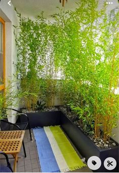 an indoor garden with bamboo trees and other plants