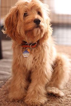 a small brown dog sitting on top of a carpet