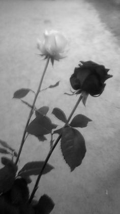 black and white photograph of two roses with water in the backgroung area