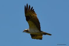 an ostrich flying in the blue sky with its wings spread out and it's head down