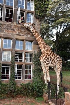 a giraffe standing next to a tall building with lots of windows on it's side