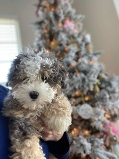 a person holding a dog in front of a christmas tree