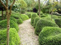 a garden with lots of green bushes and trees