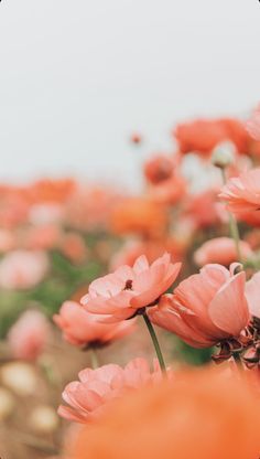 pink flowers are blooming in an open field