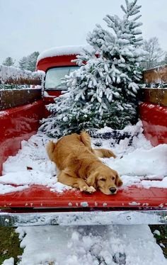 a dog laying in the bed of a red truck with snow on it's ground