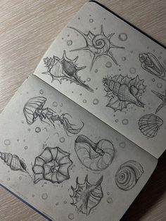 two notebooks with drawings of seashells and shells in them on a table