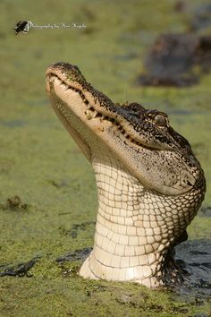 an alligator in the water with it's mouth open and its head sticking out