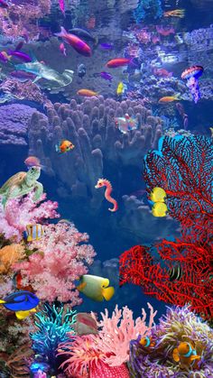 an aquarium filled with lots of colorful fish and corals