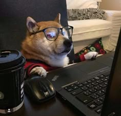 a dog wearing glasses is sitting in front of a laptop and looking at the camera