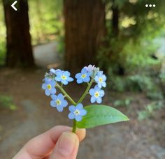 a hand holding a tiny blue flower in front of some trees and dirt path with green leaves