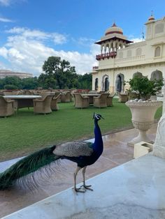 a peacock standing on top of a cement slab next to a lush green park area