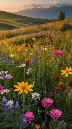 wildflowers and other flowers in a field with mountains in the background at sunset