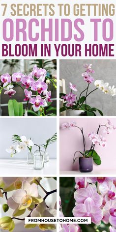 orchids in vases with the words 7 secrets to getting orchids to bloom in your home