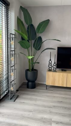 a living room with a large plant in the corner and a flat screen tv on the wall