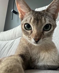 a close up of a cat laying on a bed