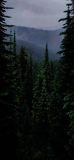 the trees are tall and green in the dark forest at night, with fog coming from the mountains behind them