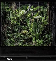 the inside of an aquarium filled with plants