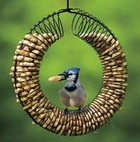 a blue jay is hanging from a bird feeder with the words make a peanut wreath feeder from a slinky