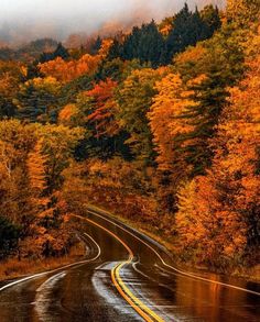 an empty road surrounded by trees with fall foliage on both sides and fog in the background