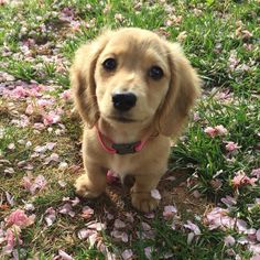 a puppy sitting in the grass looking up