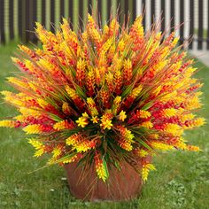 a potted plant with yellow and red flowers in it