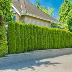 a house with a large hedge next to it