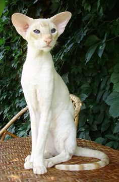 a white cat sitting on top of a wicker chair in front of a bush