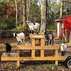 several goats standing on top of a wooden platform in front of a red barn and trees