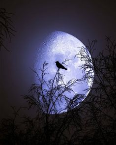 a black bird sitting on top of a tree branch in front of the full moon