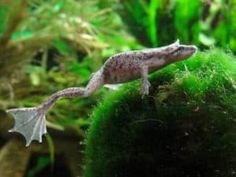 a gecko is sitting on top of a mossy ball in an aquarium tank