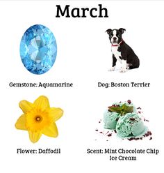 an image of different types of ice creams and dog treats for dogs to eat