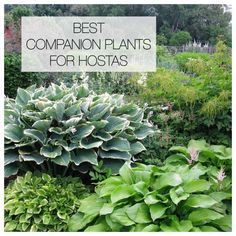 the best companion plants for hostas