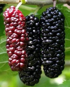 You will receive a healthy starter Illinois Everbearing Mulberry tree. Most images depict a mature plant. One of the best Mulberry varieties for the Northwest and other regions of the US, Illinois Everbearing is prized for its tasty, 1-1/2″ long fruit and its long ripening season, late June until early fall. Morus rubra 'Illinois Everbearing', or Illinois Everbearing red mulberry is a native tree species and has both edible and ornamental features. It can live up to 125 years but the weedy invasive character is not appealing. It is more cold hardy than black mulberry. The bark is gray-brown with long, scaly ridges.  This tree produces a 1" to 1.25" long cluster of drupes that matures in the summer.  The fruit resembles a blackberry. Latin Name: Morus alba x rubra Site and Soil: Mulberries Mulberry Plant, Como Plantar Pitaya, Healthy Starters, Unique Fruit, Purple Fruit, Bean Plant, Sweet Fruit