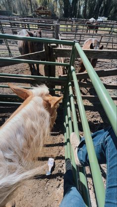 a person is petting a goat through the bars of a fenced in area