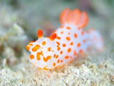 an orange and white sea slug with spots on it's body, sitting in the sand