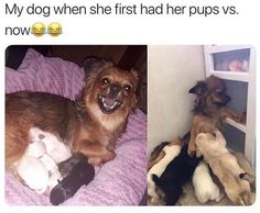 two dogs are playing with stuffed animals and one is sitting on the floor in front of them