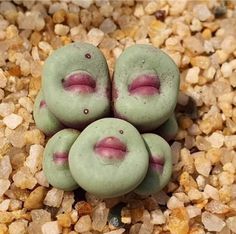 three small green rocks with pink lips on top of some brown and yellow gravel next to each other