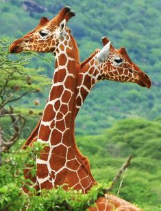 two giraffes are standing next to each other in the grass and trees