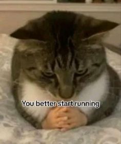 a cat sitting on top of a bed with the caption you better start running