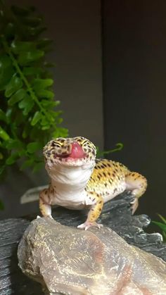 a leopard gecko sitting on top of a rock next to a green plant in the background