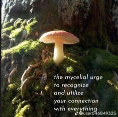 a mushroom sitting on top of a green moss covered tree trunk with a quote about the mysterious urge to recognize and utilize your connection with everything