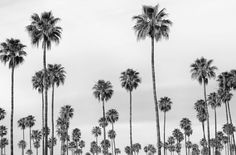 black and white photograph of palm trees with sky in the backgrounnd, california