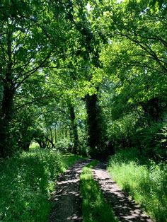 a dirt road surrounded by trees and grass