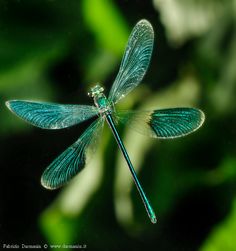 a blue dragonfly sitting on top of a green plant