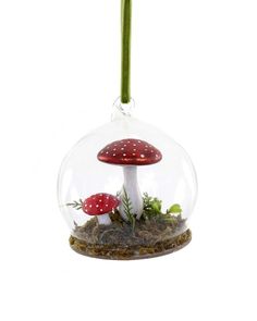 a small glass bowl with a mushroom and moss in it on a white background photo