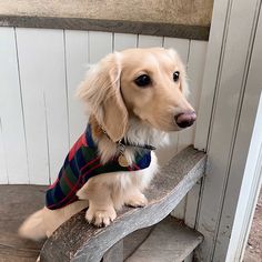 a dog sitting on top of a wooden bench next to a white wall and stairs