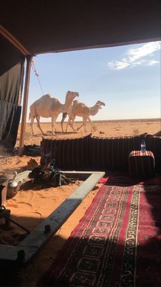 two camels are walking in the desert