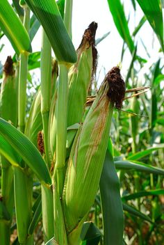 the corn is still growing and ready to be picked