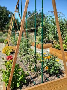 the garden is full of vegetables and plants