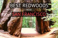 the best redwoods near san francisco with text overlay that reads best redwoods near san francisco